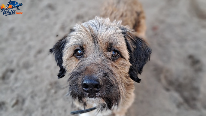 kleine hunde bis 30 cm suchen ein zuhause​
