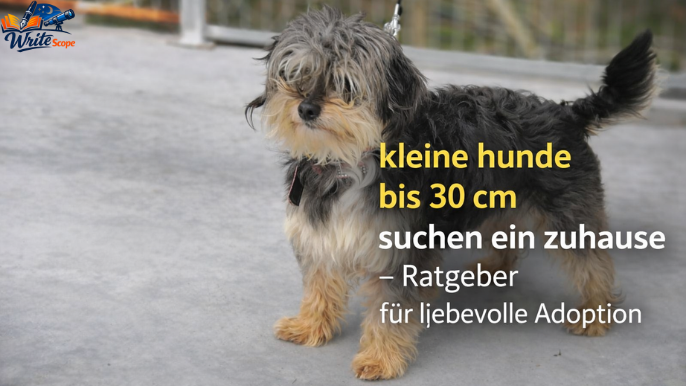 kleine hunde bis 30 cm suchen ein zuhause​