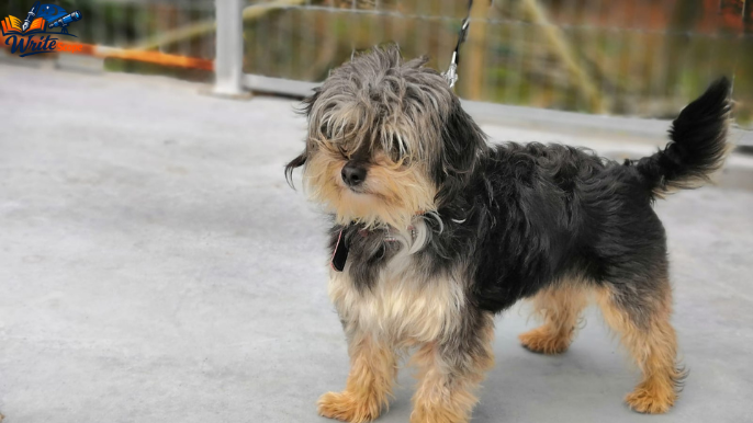 kleine hunde bis 30 cm suchen ein zuhause nrw​
