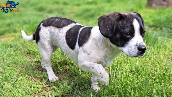 kleine hunde bis 30 cm suchen ein zuhause nrw​
