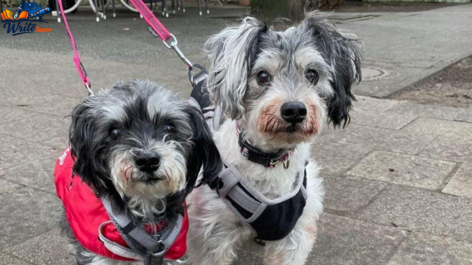 kleine hunde bis 30 cm suchen ein zuhause nrw​
