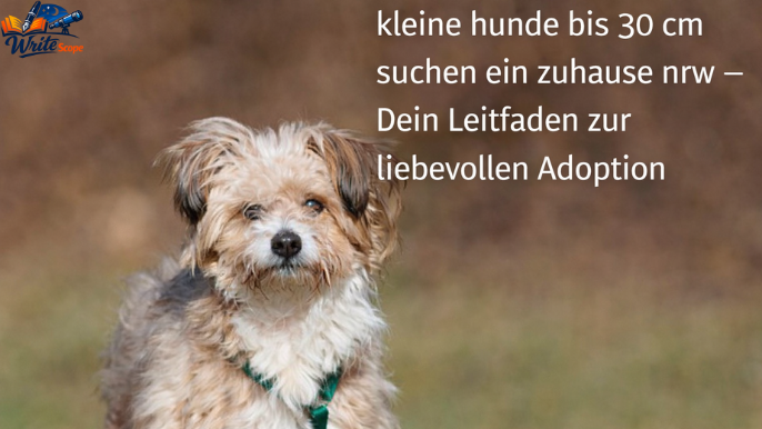 kleine hunde bis 30 cm suchen ein zuhause nrw​
