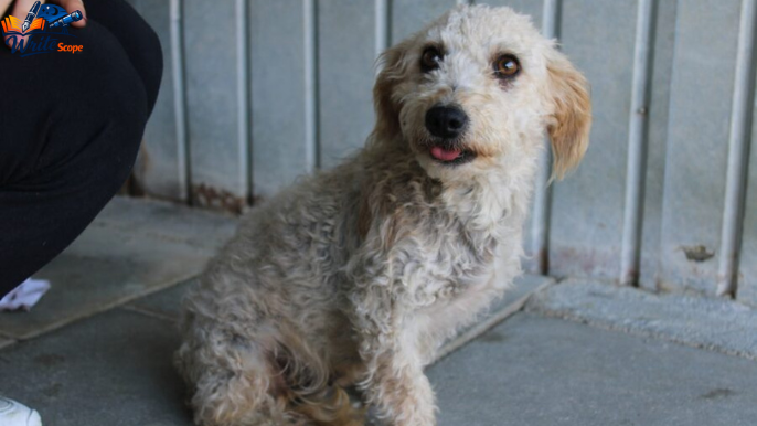 kleine hunde bis 30 cm suchen ein zuhause​
